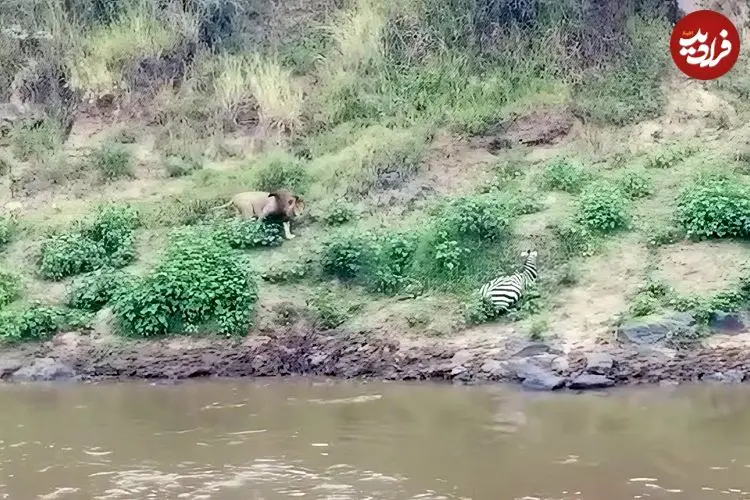 ببینید| گورخر بدشانس از دست تمساح فرار کرد و طعمه شیر شد!