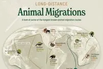 طولانی‌ترین مهاجرت‌های حیات وحش؛ پرستوی شمالگان با ۹۶,۰۰۰ کیلومتر در صدر