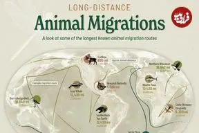 طولانی‌ترین مهاجرت‌های حیات وحش؛ پرستوی شمالگان با ۹۶,۰۰۰ کیلومتر در صدر