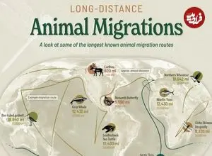 طولانی‌ترین مهاجرت‌های حیات وحش؛ پرستوی شمالگان با ۹۶,۰۰۰ کیلومتر در صدر
