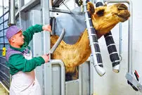 (ویدئو) ببینید چگونه عربستان ها بیشترین شتر جهان را تولید و مصرف می کنند
