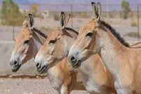 گورخرهای ایرانی در یزد از خطر انقراض دور شدند