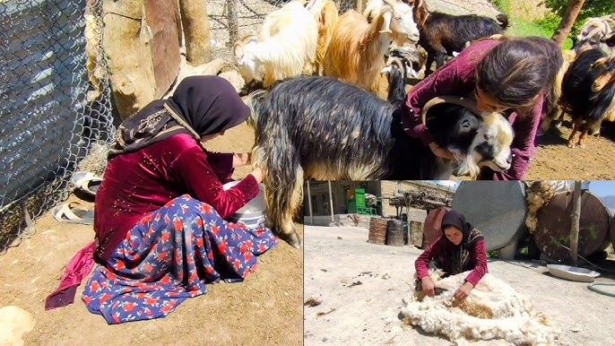 (ویدئو) فرآیند تماشایی چیدن پشم گوسفندان توسط عشایر کهگیلویه و بویراحمدی