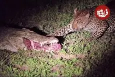 ببینید| پلنگ بی‌باک؛ دزدی مرگبار از میان آرواره‌های تمساح!