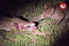 ببینید| پلنگ بی‌باک؛ دزدی مرگبار از میان آرواره‌های تمساح!