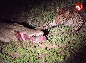 ببینید| پلنگ بی‌باک؛ دزدی مرگبار از میان آرواره‌های تمساح!