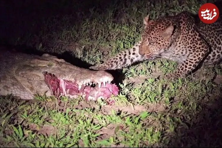 ببینید| پلنگ بی‌باک؛ دزدی مرگبار از میان آرواره‌های تمساح!