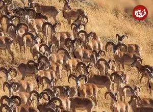 ببینید| گله‌ای بزرگ از قوچ‌های اوریال
