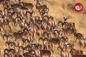 ببینید| گله‌ای بزرگ از قوچ‌های اوریال