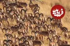 ببینید| گله‌ای بزرگ از قوچ‌های اوریال