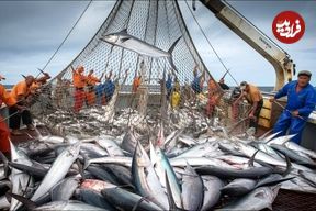 ببینید؛ مراحل شگفت انگیز صید شمشیرماهی و فرآوری آن در آب های آمریکا