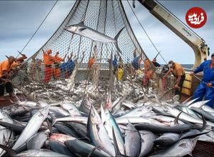ببینید؛ مراحل شگفت انگیز صید شمشیرماهی و فرآوری آن در آب های آمریکا