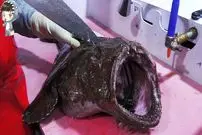 ببینید| غذای خیابانی در کره؛ برش راهب ماهی و تهیه ساشیمی با آن در پوهانگ