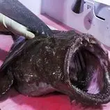 ببینید| غذای خیابانی در کره؛ برش راهب ماهی و تهیه ساشیمی با آن در پوهانگ