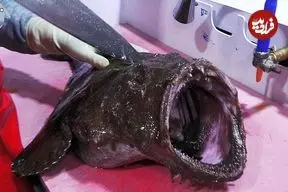 ببینید| غذای خیابانی در کره؛ برش راهب ماهی و تهیه ساشیمی با آن در پوهانگ