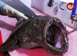 ببینید| غذای خیابانی در کره؛ برش راهب ماهی و تهیه ساشیمی با آن در پوهانگ