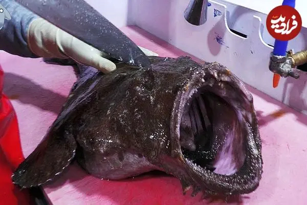 ببینید| غذای خیابانی در کره؛ برش راهب ماهی و تهیه ساشیمی با آن در پوهانگ