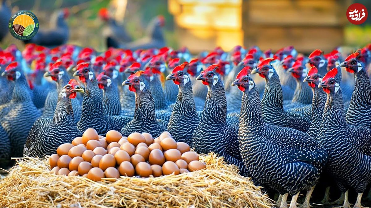 ببینید؛ مراحل پرورش هزاران مرغ شاخدار در مزارع چین