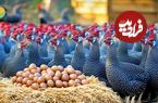 ببینید؛ مراحل پرورش هزاران مرغ شاخدار در مزارع چین 