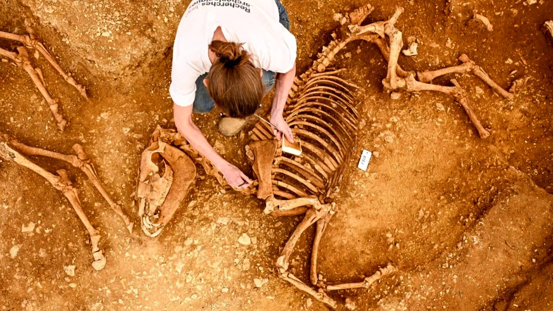 (عکس) کشف گورهای مرموز باستانی از اسب‌های ۲ هزار ساله در فرانسه