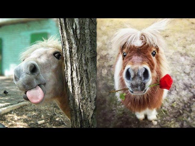 (ویدئو) خنده دارترین لحظه هایی که اسب ها در سال 2023 خلق کردند
