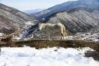 تصاویر| طبیعت برفی دریاچه شورمست سوادکوه