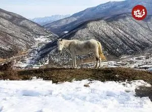 تصاویر| طبیعت برفی دریاچه شورمست سوادکوه