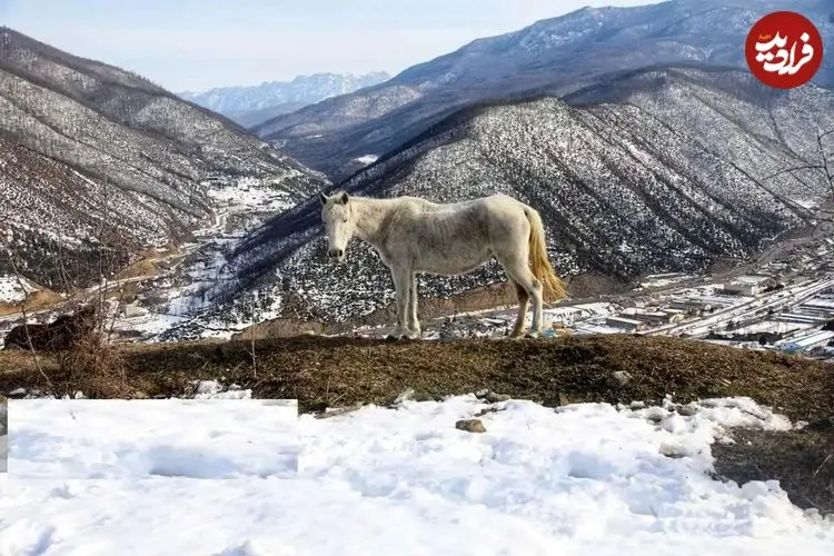 تصاویر| طبیعت برفی دریاچه شورمست سوادکوه