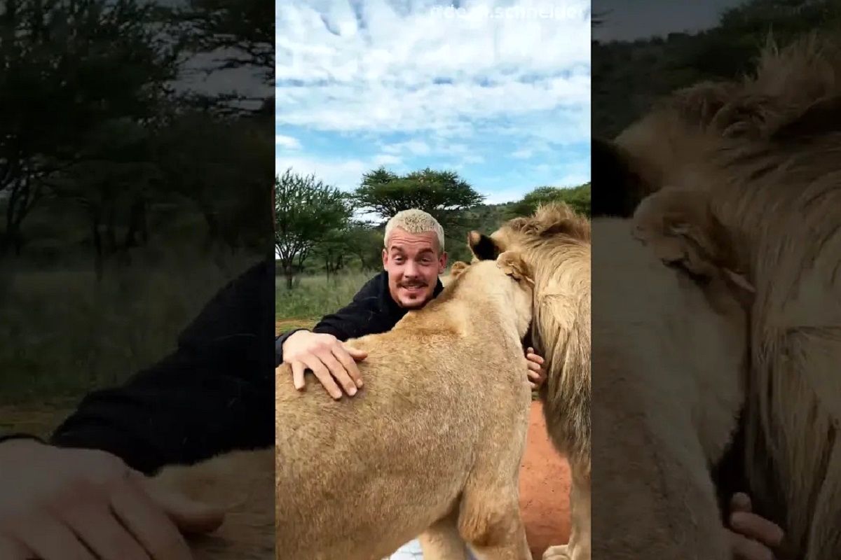 (ویدئو) این جوان ثروتمند سوئیسی با یک گروه شیر وحشی در آفریقا زندگی می کند!