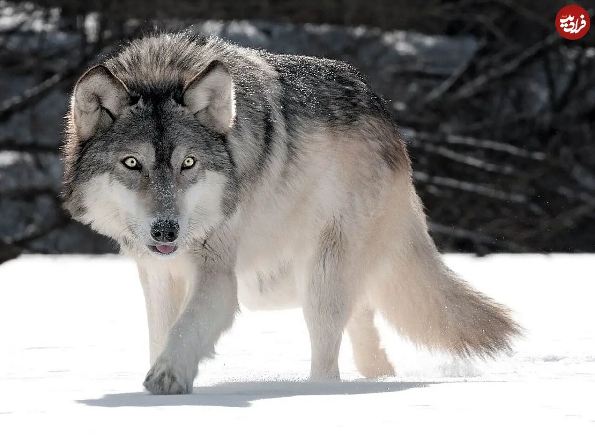 ببینید؛ هوش عجیب یک گرگ که جهان را به حیرت انداخت