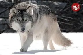 ببینید؛ هوش عجیب یک گرگ که جهان را به حیرت انداخت