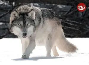 ببینید؛ هوش عجیب یک گرگ که جهان را به حیرت انداخت