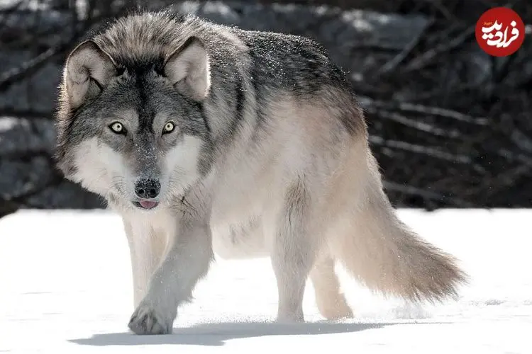 ببینید؛ هوش عجیب یک گرگ که جهان را به حیرت انداخت