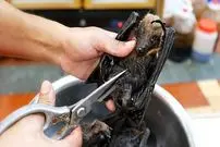 ببینید| غذای خیابانی در پالائو؛ پخت غذا با خفاش میوه خوار در کرور