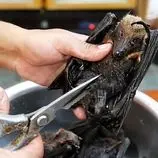 ببینید| غذای خیابانی در پالائو؛ پخت غذا با خفاش میوه خوار در کرور