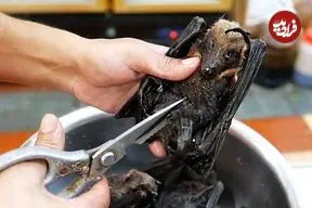 ببینید| غذای خیابانی در پالائو؛ پخت غذا با خفاش میوه خوار در کرور