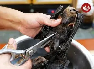 ببینید| غذای خیابانی در پالائو؛ پخت غذا با خفاش میوه خوار در کرور