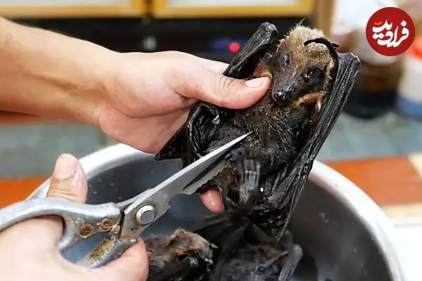 ببینید| غذای خیابانی در پالائو؛ پخت غذا با خفاش میوه خوار در کرور