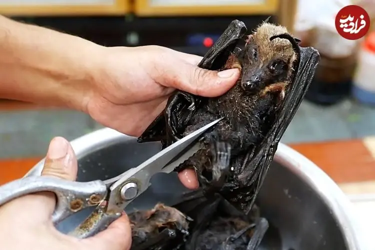 ببینید| غذای خیابانی در پالائو؛ پخت غذا با خفاش میوه خوار در کرور