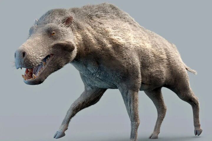 (عکس) این خوک باستانی مرگبار ۲۰ میلیون سال پیش در زمین حکمرانی می‌کرد