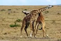 ببینید| ویدئویی دلخراش از یک زرافه با پای شکسته