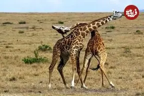 ببینید| ویدئویی دلخراش از یک زرافه با پای شکسته