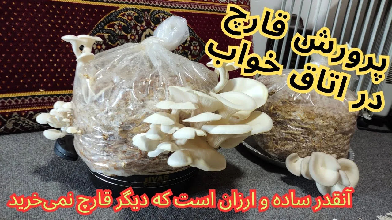 (ویدئو) آموزش کاشت و پرورش آسان قارچ خوراکی در منزل 