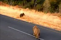 ببنیید| شکار بی دردسر یک گراز وحشی توسط شیر ماده