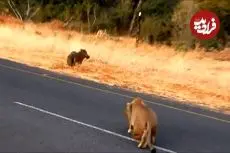 ببنیید| شکار بی دردسر یک گراز وحشی توسط شیر ماده