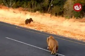 ببنیید| شکار بی دردسر یک گراز وحشی توسط شیر ماده