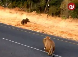 ببنیید| شکار بی دردسر یک گراز وحشی توسط شیر ماده