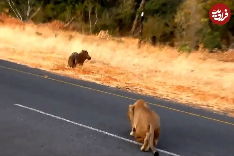 ببنیید| شکار بی دردسر یک گراز وحشی توسط شیر ماده