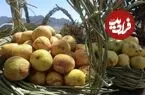 عکس| سفر زمان؛ عکس آتلیه‌ای «انجیرفروش دوره‌گرد» در دوران قاجار