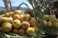 عکس| سفر زمان؛ عکس آتلیه‌ای «انجیرفروش دوره‌گرد» در دوران قاجار